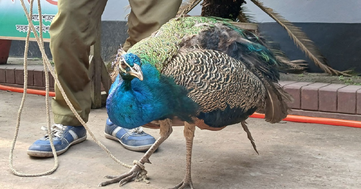 ভুট্টাক্ষেতে  ময়ূর
