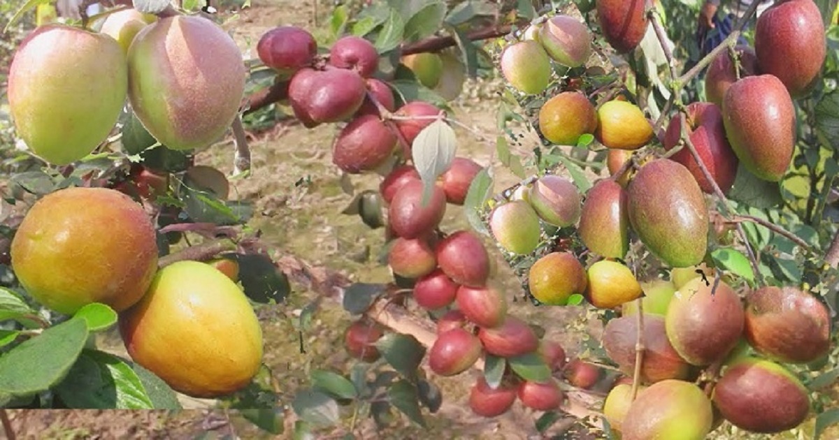 মাগুরায় প্রথমবার আপেল কুল চাষে সাফল্য