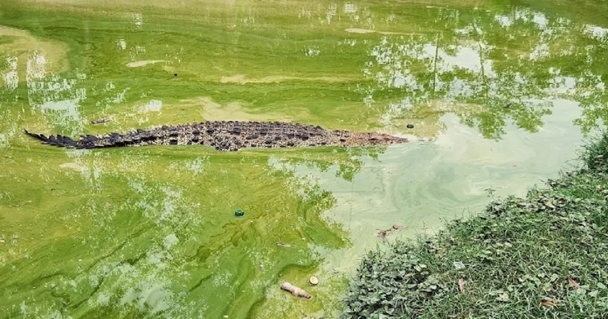 ঈদের আনন্দ শেষে বাড়ি ফেরা হলো না জোহরার