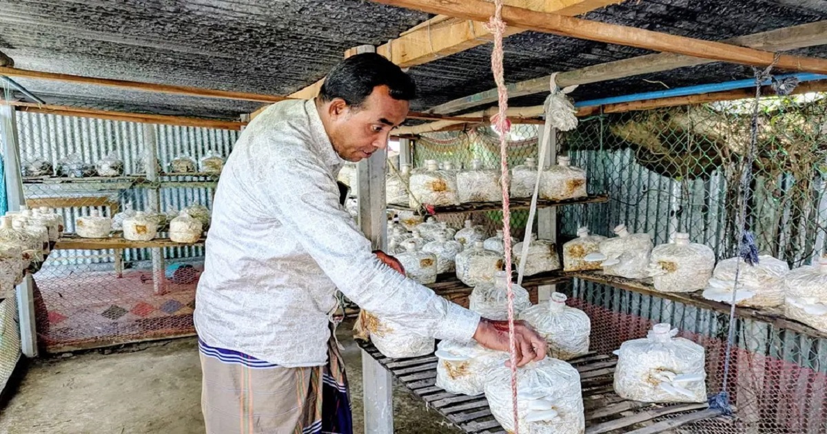 প্রবাসফেরত আশরাফের মাশরুম চাষে ভাগ্য বদলের স্বপ্ন