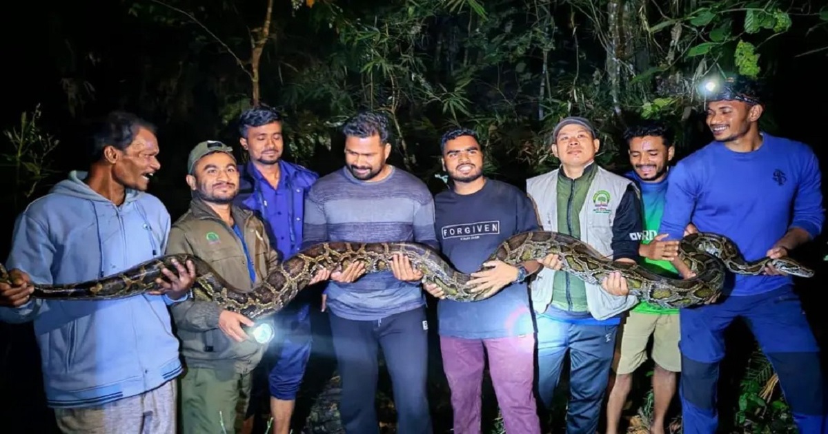 লাউয়াছড়া বনে ৪০ কেজি ওজনের অজগর সাপ অবমুক্ত