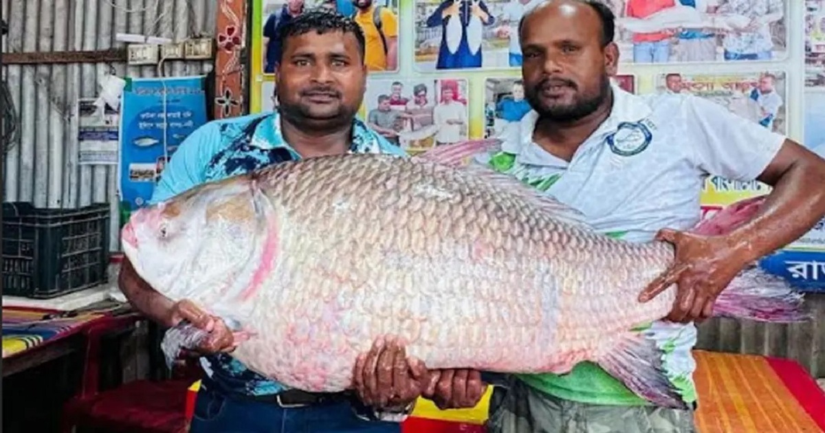 পদ্মার এক কাতল ৬৮ হাজার টাকা