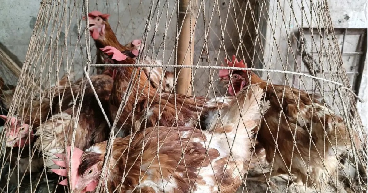 বাজারে মাছের দাম কমেছে মুরগির