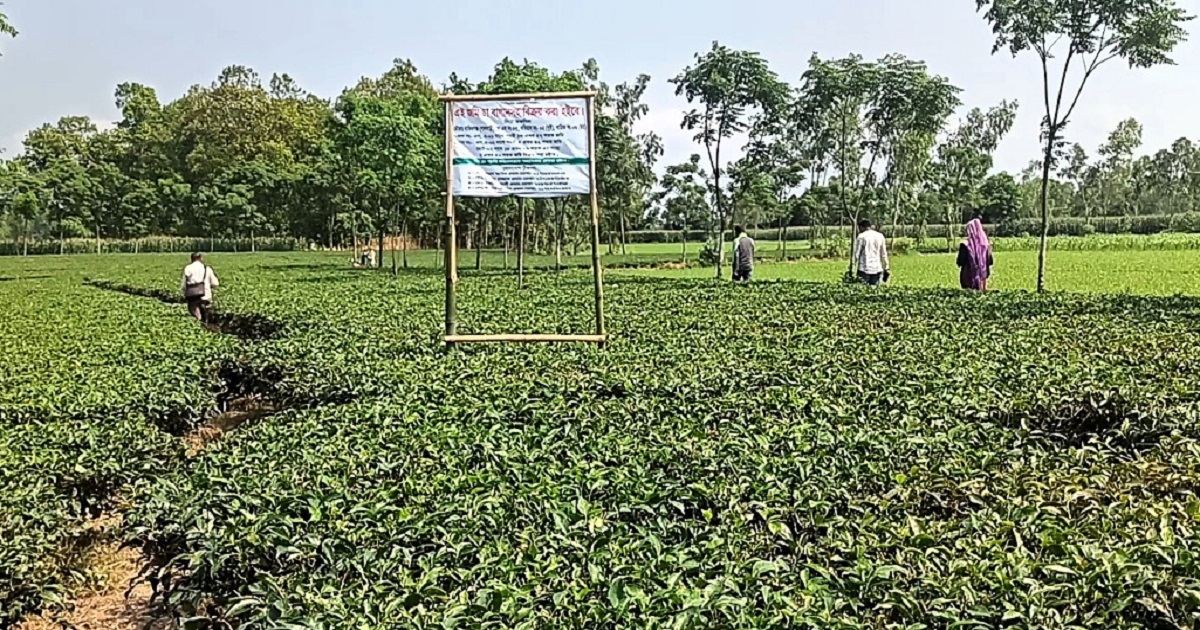 পঞ্চগড়ে লিজকৃত চা বাগান দখলে নিলেন সাবেক ইউপি চেয়ারম্যান