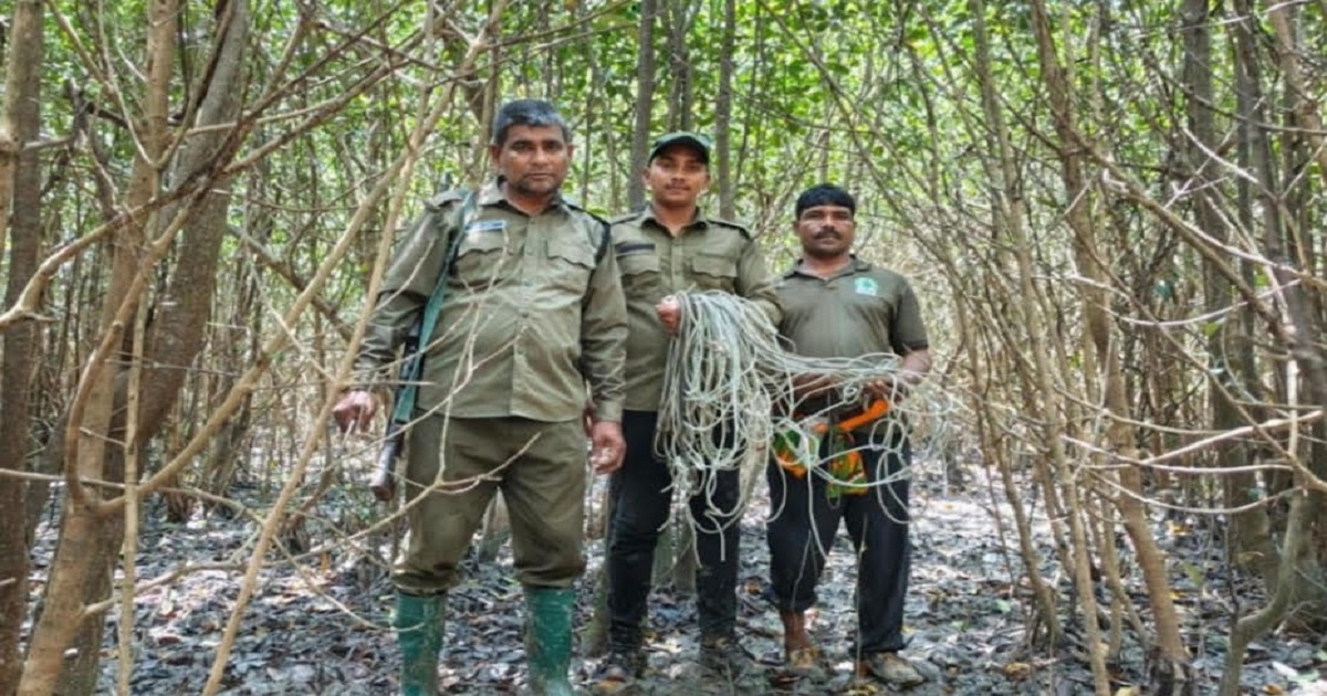 সুন্দরবনে ৫১টি হরিণ শিকারের ফাঁদ উদ্ধার করল বনবিভাগ