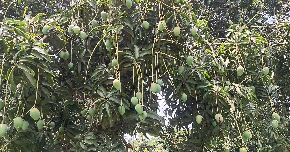 একদিন পরেই বাজারে সাতক্ষীরার আম, উৎসবের আমেজে চাষি-ব্যবসায়ী
