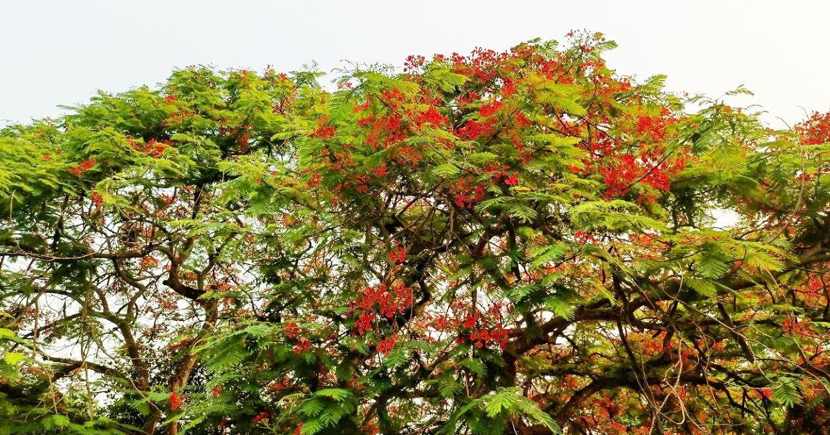 ঈশ্বরদীতে কৃষ্ণচূড়ার রক্তিম উৎসব: তপ্ত গ্রীষ্মে প্রকৃতির নান্দনিক রূপ