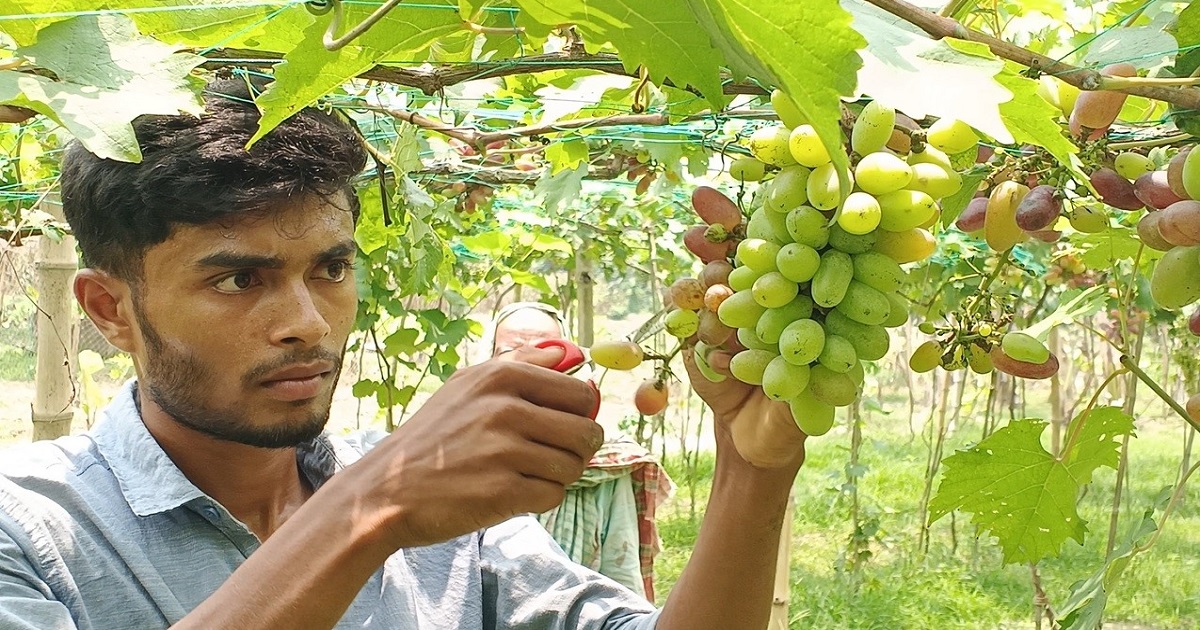 তুচ্ছতাচ্ছিল্য পেরিয়ে ২৩ জাতের আঙুর চাষে সফল তরুণ