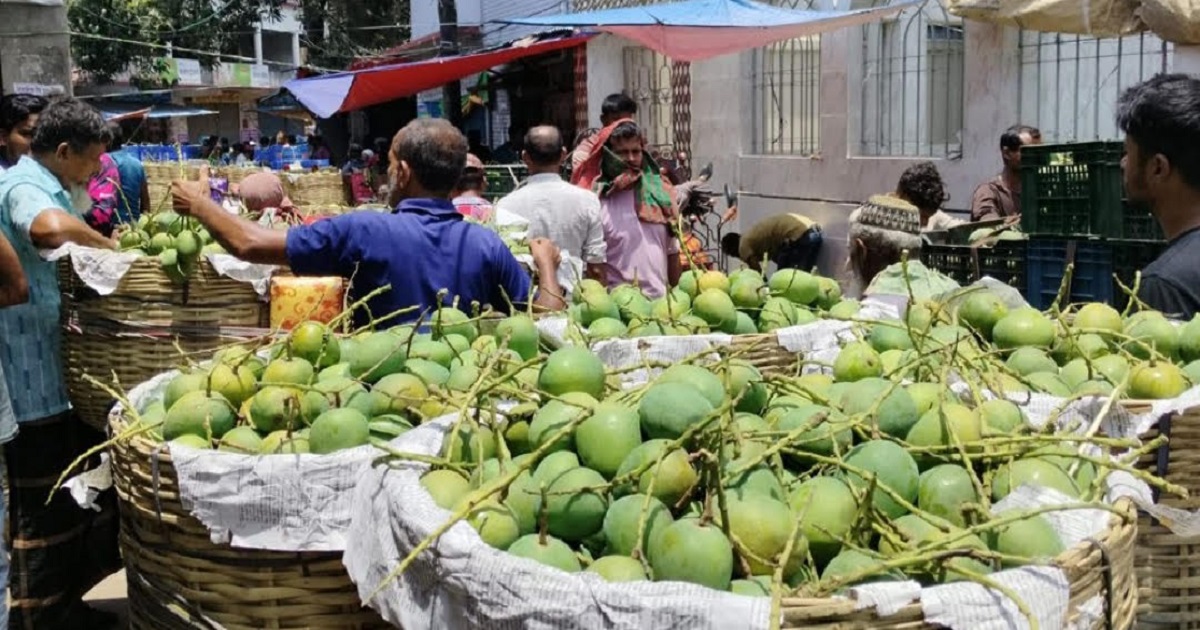 সাতক্ষীরায় শুরু হলো হিমসাগর আম ভাঙা, বিদেশেও রপ্তানি