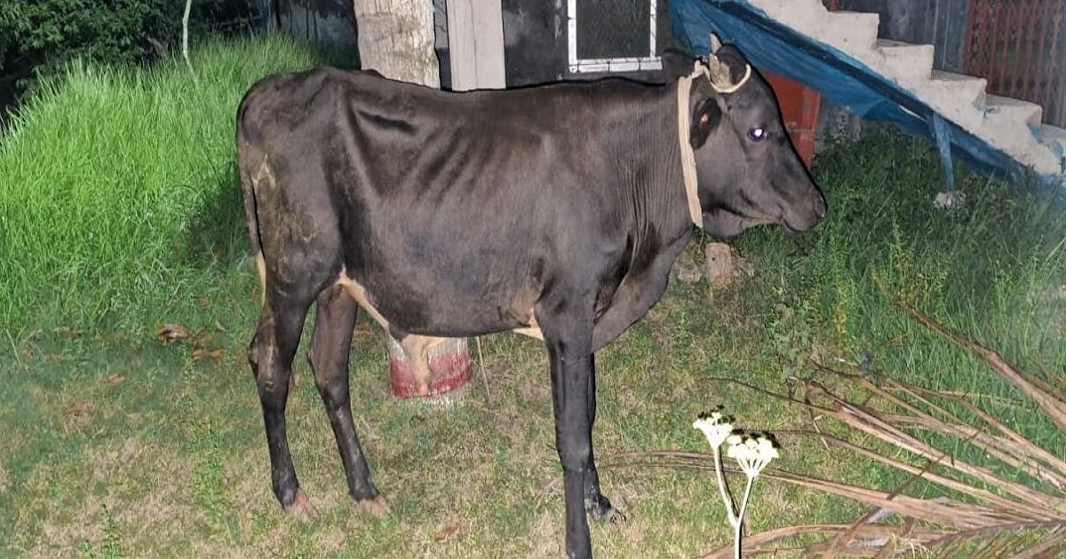 চোর জেলে, পুলিশ হেফাজতে ‘বন্দি’ অবলা গরু