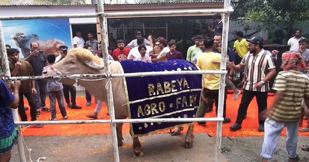 ভাইরাল ‘ডোনাল্ড ট্রাম্প’ মহিষকে লাল গালিচায় রাজকীয় বিদায়