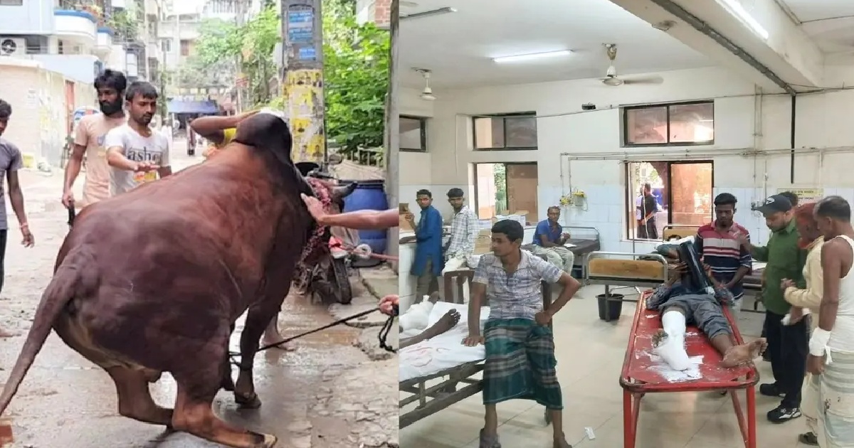 কোরবানির পশুর লাথি-গুঁতায় পঙ্গু হাসপাতালে ৩৩ জন