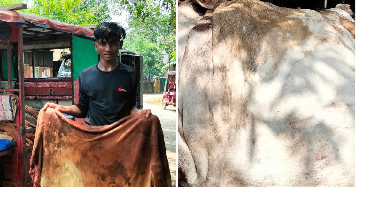 গরুর চামড়ার দাম নিয়ে হতাশা