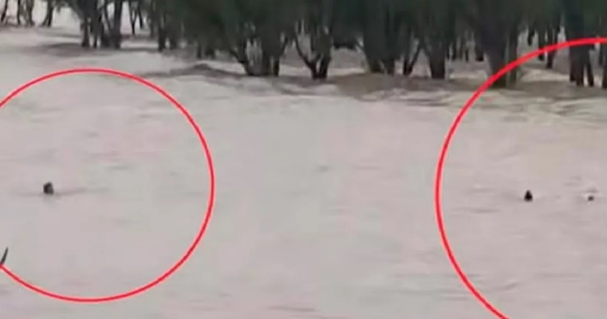 সাগরের জোয়ারে ভেসে যাওয়া ৪ পর্যটক উদ্ধার করলো গ্রাম পুলিশ