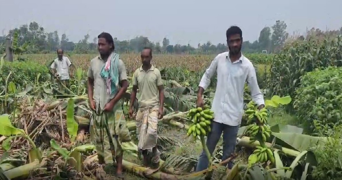 গুরুদাসপুরে রাতের আঁধারে কৃষকের ৮০০ কলাগাছ কেটে দিল দুর্বৃত্তরা