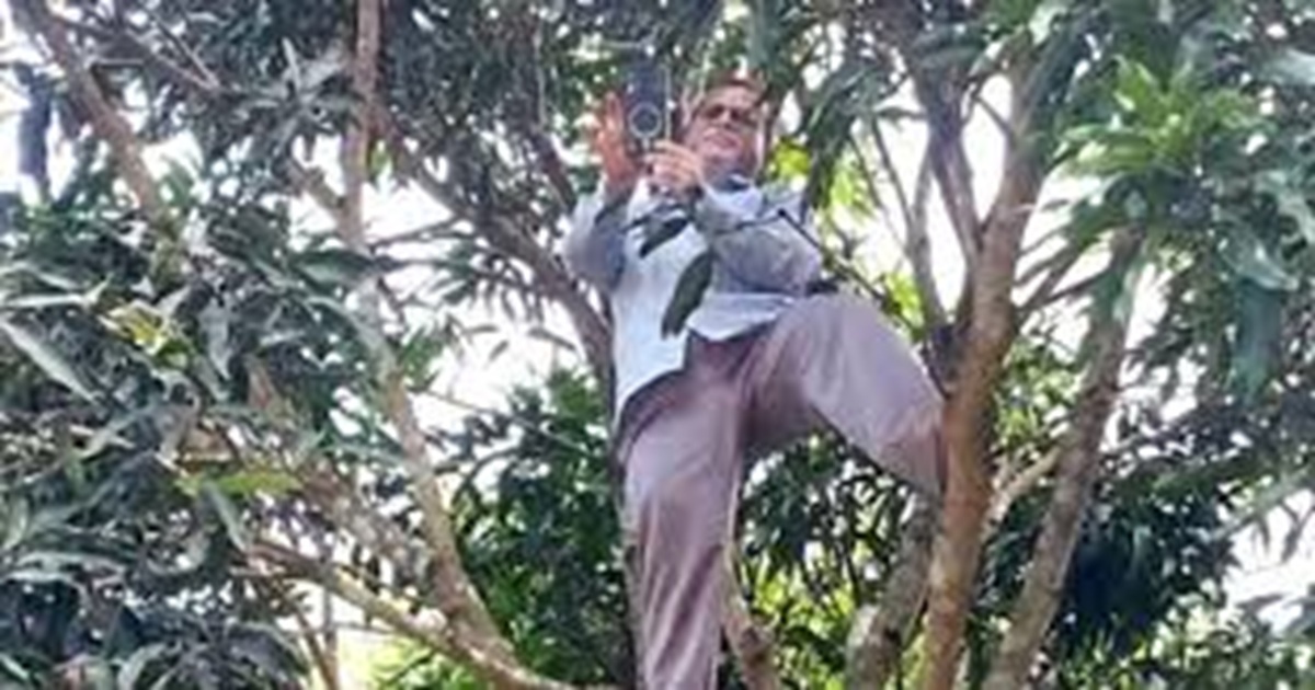 অনলাইন হাজিরা দিতে আমগাছে উঠলেন প্রধান শিক্ষক